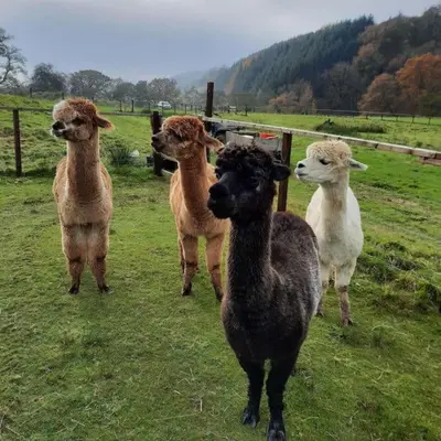 a group of sheep standing in a field at Alpaca cabin-mountain view-hot tub-rural retreat in Llanbrynmair