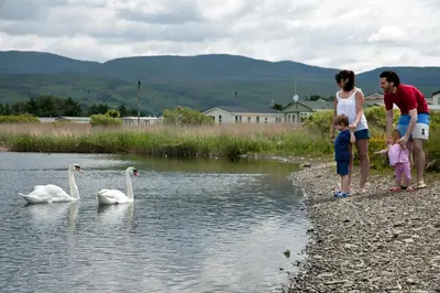 a family looking at swans in the water at Barmouth Bay Holiday Park in Barmouth