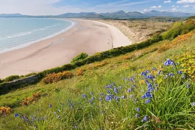 a beach with blue flowers on a hill next to the ocean at Hen-Feudy in Dyffryn