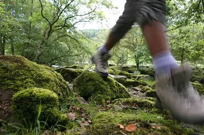 a person walking through a forest with their feet on some moss at Maes-Y-Coed in Dolgellau