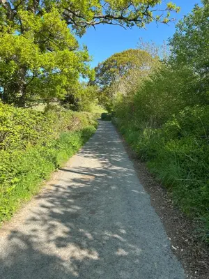 a dirt road with trees on both sides at Ty Bach in Llanwrtyd Wells