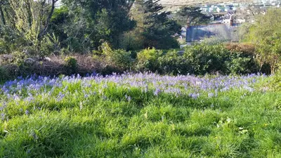 a field of purple flowers in a field of grass at High Mead - family house with spectacular views in Aberdyfi