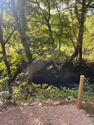 a group of trees and a log in a forest at AfonCoed - A cozy, quiet stay by the river in Llanrhaeadr-ym-Mochnant
