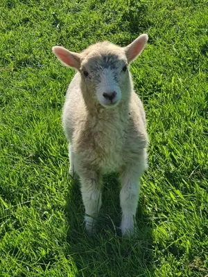 a baby lamb standing in the grass at The Old Barn in Bettws Gwerfil Goch