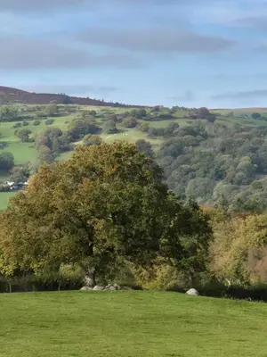 a tree in the middle of a green field at The Old Barn in Bettws Gwerfil Goch