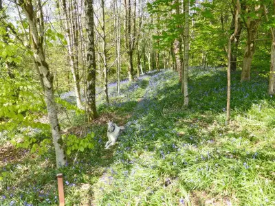 a monkey sitting in the middle of a forest with blue flowers at Cwt Cwtshlyd in Tregaron
