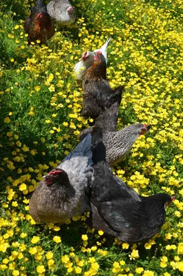a group of chickens laying in a field of flowers at Naturesbase Lodge in Cilcennin
