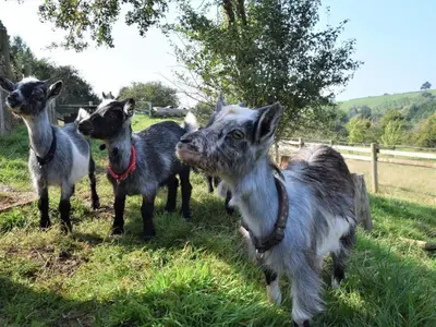 four goats standing in the grass in a field at 1 Bed in Leominster oc-78638 in Stoke Prior