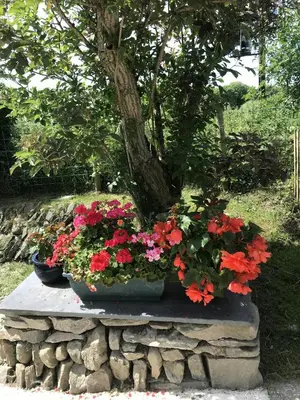 two pots of flowers on a stone wall with a tree at Sgubor Delyn Aberystwyth in Llanrhystyd