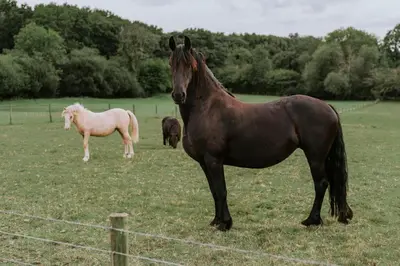 a brown horse standing in a field with other horses at Oakies Farm Stays XL in Llandovery