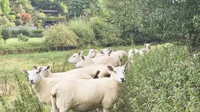 a herd of sheep standing in a field at Abbey Cottages - Buzzards Watch in Talley