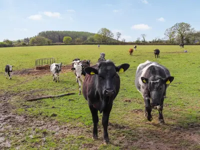 a group of cows standing in a field at Towy Cottage - Uk49589 in Llansawel