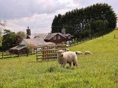 a group of sheep in a field with a fence at Bryn Y Garreg Cottage - The Wireless Tech Free Farm in Llangadfan