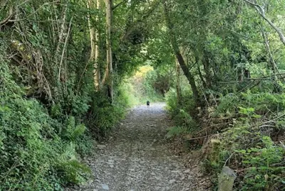 a person walking down a dirt road in a forest at Oak Hill Escape in Welshpool