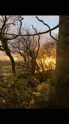 a sunset behind trees with the sun in the background at Salt Marsh Cabin - Hot tub-Sauna in Barmouth
