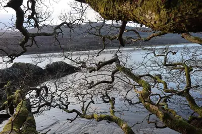 a view of a body of water with tree branches at Salt Marsh Cabin - Hot tub-Sauna in Barmouth