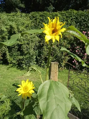 two yellow flowers on a plant in a garden at Canad Adar - Song of the Birds - Teifi Valley in Llanwenog