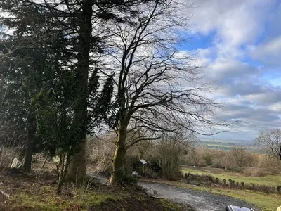 a tree on the side of a dirt road at Bijou Cabin in Ludlow