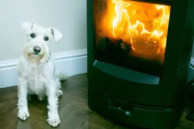 a white dog standing in front of a tv at Shrewsbury Cottage in Shrewsbury