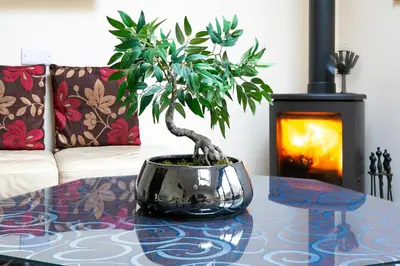 a potted plant sitting on a table in a living room at Shrewsbury Cottage in Shrewsbury