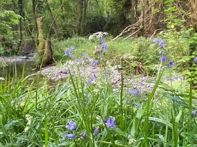 a garden with purple flowers in the grass at Bronfelin & Troed-y-Rhiw Holiday Cottage in Llanwrtyd Wells