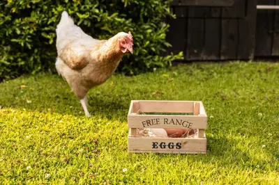 a chicken standing next to a wooden box with a free range eggs at Irfon Cottage in Builth Wells