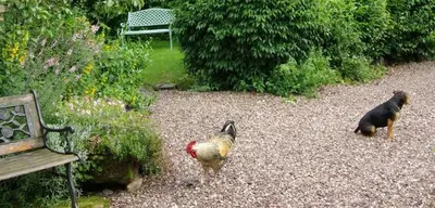 two chickens walking in a yard next to a bench at Parrs cottage in Wollaston