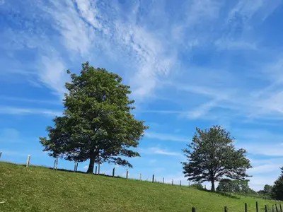 two trees on top of a hill with a fence at Cerdyn Villa in Llanwrtyd Wells