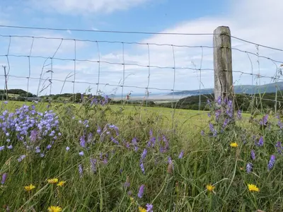 a fence in a field with purple flowers at Gwarcwm Uchaf in Tre-Taliesin