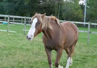 a brown and white horse walking in a field at Ty Clyd in Cross Inn