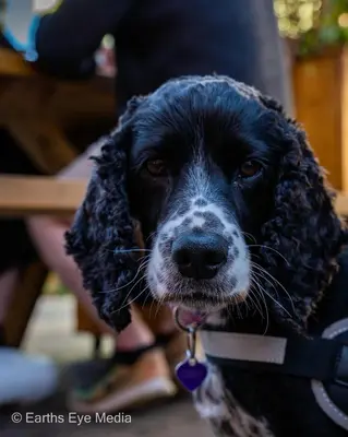 a black and white dog wearing a collar at The Bear Inn in Llandovery