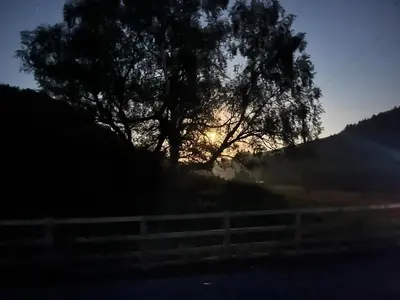 a tree on the side of a road with a fence at Berwyn Shepherds Hut in Wrexham