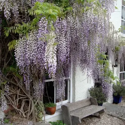 Half Moon House