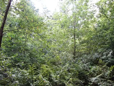 a forest filled with lots of lush green trees at The Old Three Pigeons in Nesscliffe