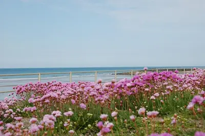 a field of pink flowers next to the ocean at Salt Marsh Apartment in Tywyn