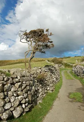 a tree sitting on top of a stone wall at Salt Marsh Apartment in Tywyn