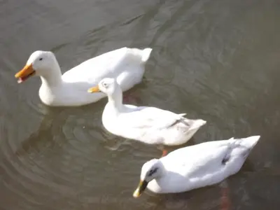 three white ducks swimming in the water at Bryn Cottage in Llandderfel