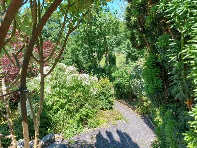 a path through a garden with plants and trees at Bron-Y-Graig in Corwen