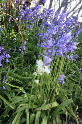 a bunch of purple flowers in a garden at Delfryn Cottage in Rhayader