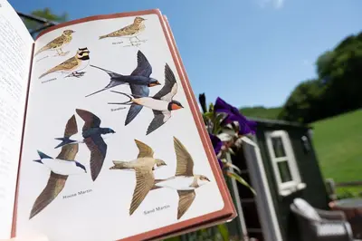 a sign with a bunch of birds on it at Cegir Escapes in Darowen
