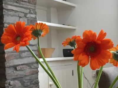 a group of orange flowers in a vase at March Cottage Brecon in Brecon