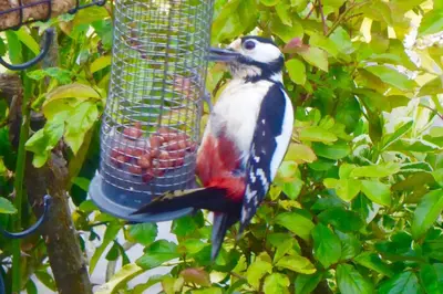 a bird is eating out of a bird feeder at The Bakery in Llanddeiniol
