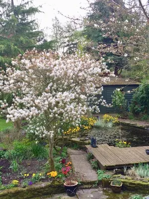 a flowering tree in a garden with a bench at Yew Tree Cottage in Leominster