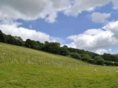 a herd of sheep grazing in a grassy field at Chalgrove in Aber-Brân