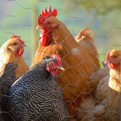 a group of chickens standing behind a fence at Barn Cottage in Brecon