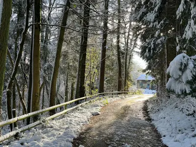 a snow covered road in a forest with a fence at Drovers Retreat in Llandrindod Wells
