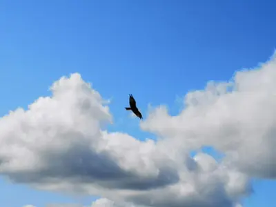 a bird flying in the sky with clouds at Upper Gilwern Quarry Hut in Llandrindod Wells