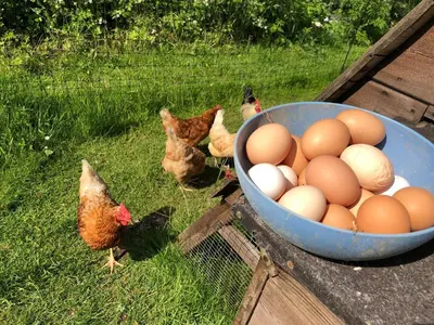 a bowl of eggs sitting on a table with chickens at Granary Cottage with hot tub on organic farmland in Lampeter