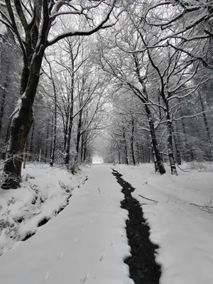a snow covered path in a forest with trees at Hay-on-Hye retreat in Hay-on-Wye