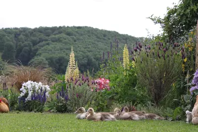 a group of ducks laying in the grass in a garden at Pandy B&B in Dorstone